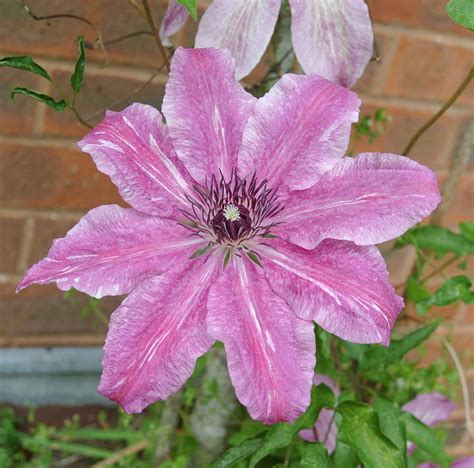 Purple Clematis SQ Photograph by Lynne Iddon | Fine Art America