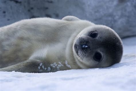 Animals in Antarctica — Young Pioneer Tours