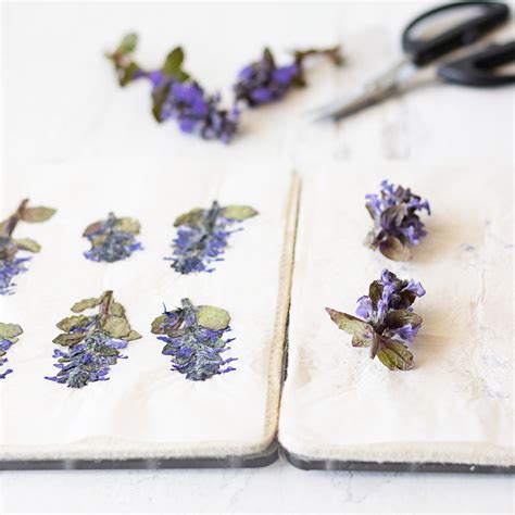 How to Use a Microwave Flower Press to Dry Flowers Quickly