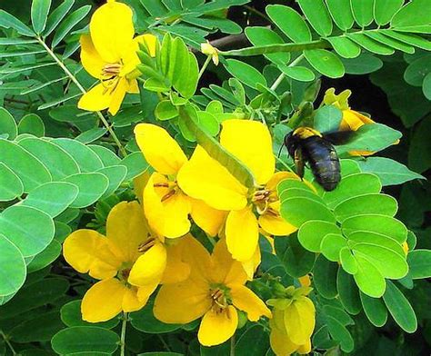 Cassia (genus) - Alchetron, The Free Social Encyclopedia