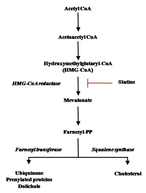 Modulation of Coenzyme Q10 content and oxidative status in human dermal fibroblasts using HMG ...