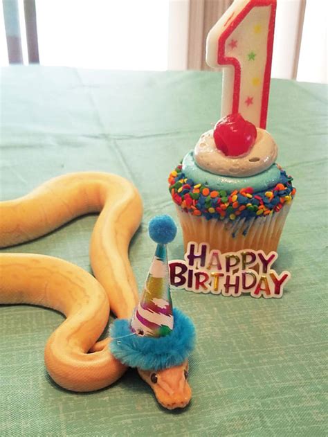 Adorable photos of 16 Snakes in Hats