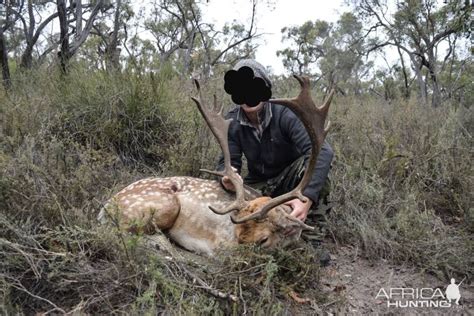 Hunting Fallow Deer in Australia | AfricaHunting.com