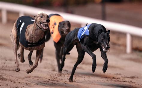 Greyhound Racing Funding Up €2.4 Million - Sport for Business