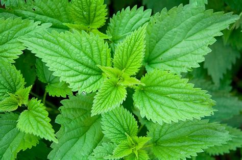 Growing Nettle: How to Plant, Care For and Harvest This Useful Herb