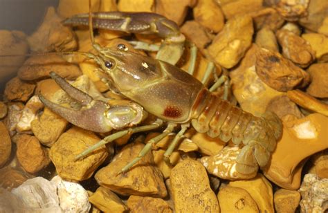 Invasive Rusty Crayfish (U.S. National Park Service)