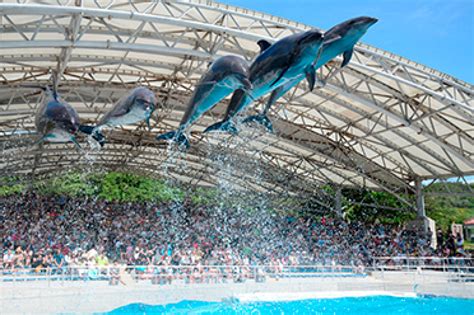 美ら海水族館のイルカショー| キャステル | CASTEL ディズニー情報