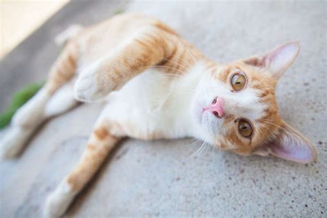 What Your Adopted Cat Says About You - The Dodo