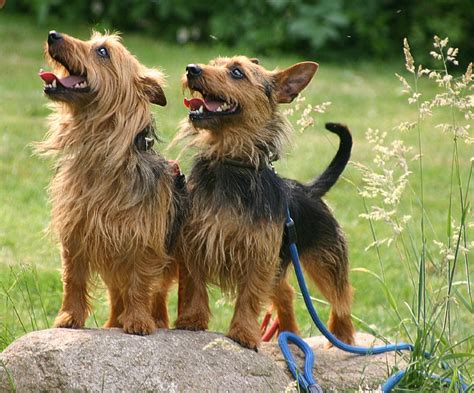 Australian Terrier - Puppies, Rescue, Pictures, Information ...