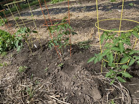 Three ways to trellis tomatoes | UMN Extension