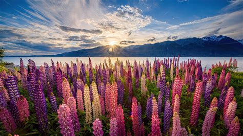 Lupine Flowers New Zealand 4K #250f Wallpaper PC Desktop