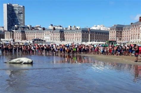 Elefantes marinos en la playa: ¿por qué aparecen? - Noticias de Mar del Plata