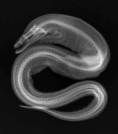 Snake x-ray | I Can See Through You | Pinterest