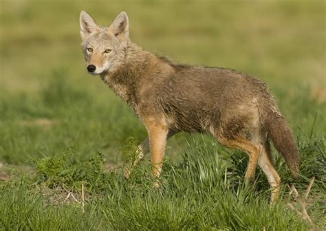 Coyote Animal Facts - Species, Behavior & Habitat.