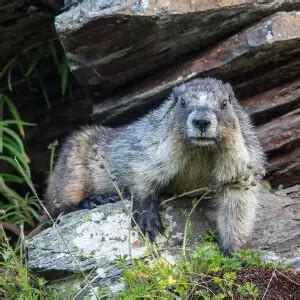 Hoary Marmot - Facts, Diet, Habitat & Pictures on Animalia.bio