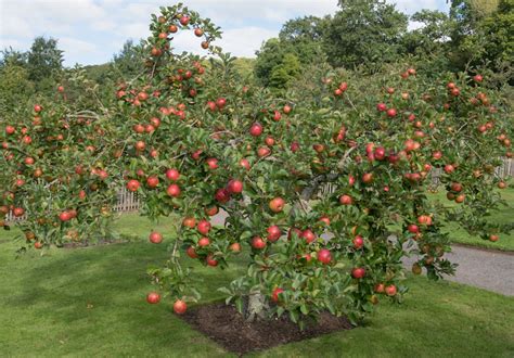 Best fruit trees for small gardens | Thompson & Morgan