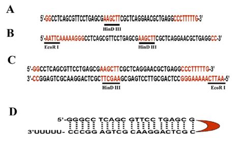 An example of used oligos for shRNA vector. (A) Oligo 1 contains a two... | Download Scientific ...