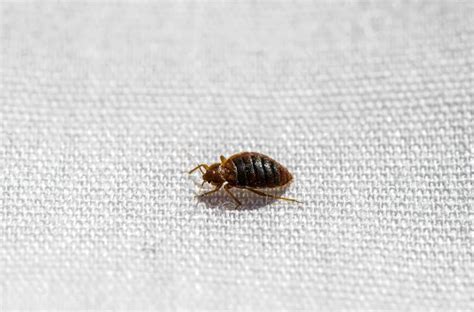 Top 10 Tiny Bugs in Bed that Are Not Bed Bugs