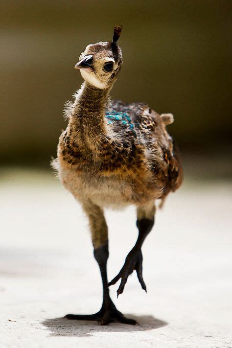 Resultado de imagem para baby peacock | PEACOCKS | Pavão, Animais e Faisão