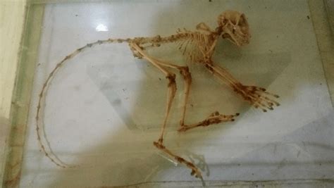 tarsier-skeleton - Let's Travel!