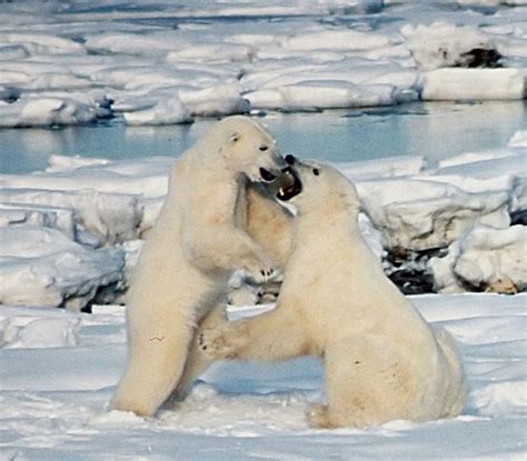 Northeast Greenland National Park, Greenland Photos