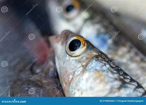 Mullet fish stock photo. Image of fishermen, lake, person - 219002662