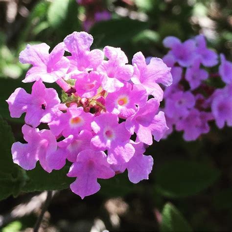 Purple lantana #flowers Instagram Posts, Flowers, Plants, Plant, Royal Icing Flowers, Flower ...