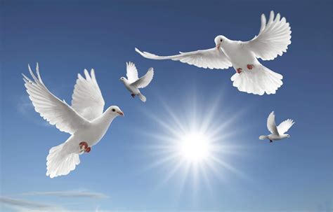 KWStoryTime - Inspirational,Motivational Stories: Flock of Dove and the ...