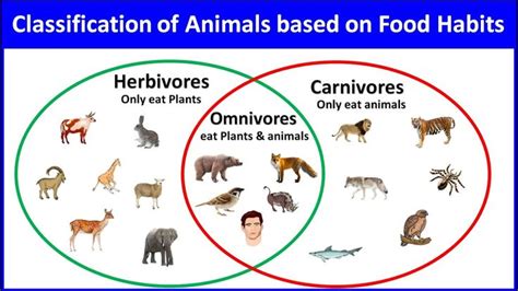 classification of animals based on their food habits |Animals and their food habits |#EToddlers ...