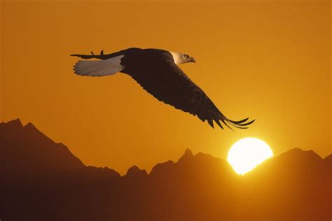 Bald Eagle In Flight Sunset Over Mtn Composite Poster Print (34 x 22 ...