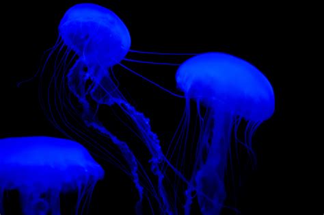 Bioluminescent Jellyfish by kingalew - Pentax User