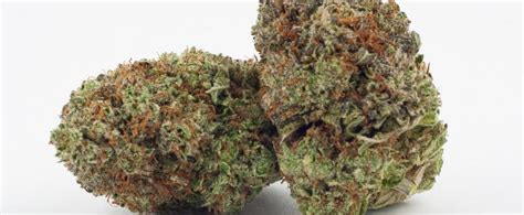 Black Cherry OG Strain Review >>> Origin, Effects, Yield & More!