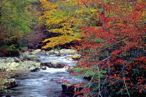 Fall Foliage - Picture of Cades Cove, Great Smoky Mountains National ...