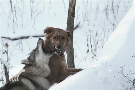 Wolf Vs Pitbull: Who Would Win? — Forest Wildlife