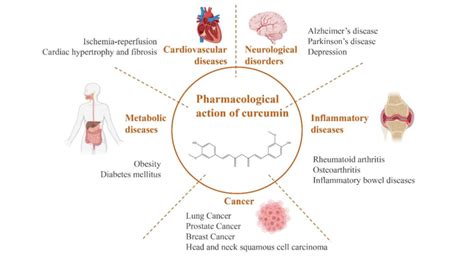 Main pharmacological effects of curcumin. | Download Scientific Diagram