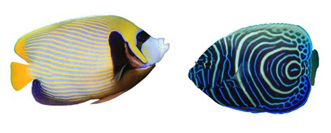 Emperor Angelfish - A-Z Animals