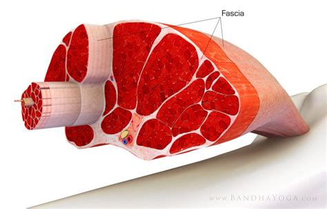 LA FASCIA - Corpore Ibiza