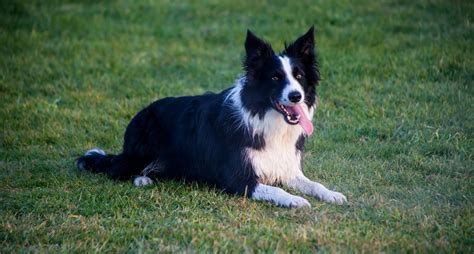 Border Collie Dog Breed Facts & Information | Rover.com