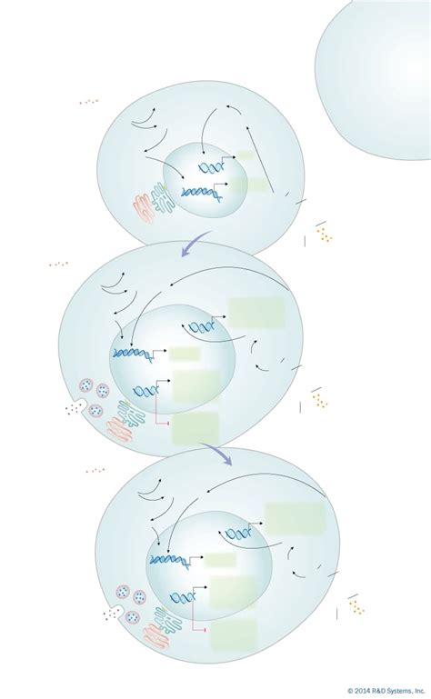 Th2 Differentiation Interactive Pathway: R&D Systems