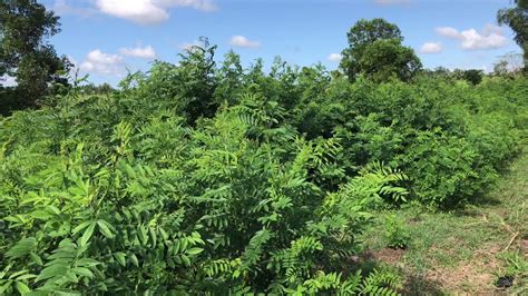 Indigofera Zollingeriana is a legume forage for goats in Iloilo Living ...