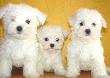 Teacup Maltese Training: Learn All About Training Teacup Malteses & Taking Care of Them