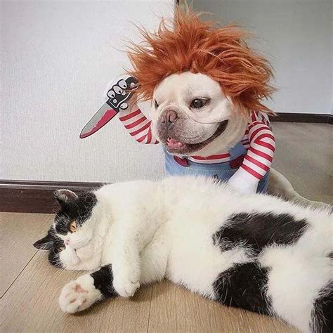 This Chucky Costume Will Give Your Dog A Killer Look For Halloween