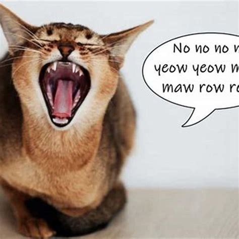 Why do cats make horrible noises at night? - DIY Seattle