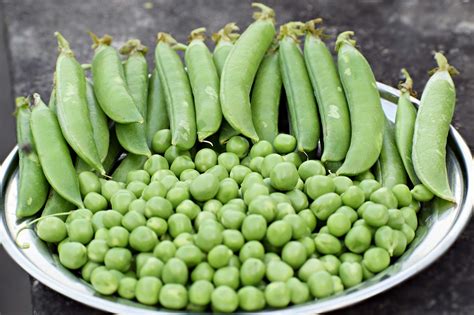 Cara Menanam Benih Atau Biji Kacang Kapri Agar Hasilnya Maksimal Toko ...