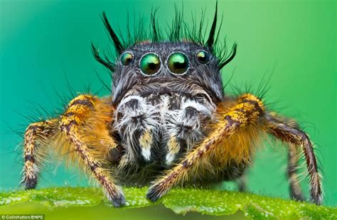 Photographer captures faces of bugs with extreme close-up photos ...