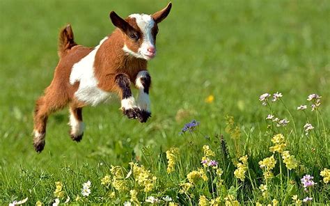 Leaping Baby Goat, Animal, Summer, Grass, Goat, Cute, HD wallpaper | Peakpx