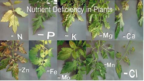 nutrient-deficiencies – Cass County Soil Conservation