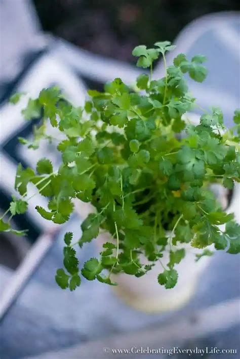 Planting Cilantro, The Indoor Garden