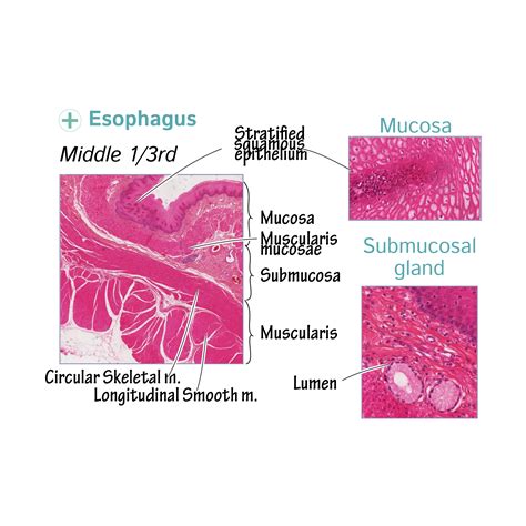 Histology Glossary: Histology - Esophagus | Draw It to Know It