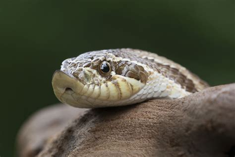 Hognose Snake: Species Profile